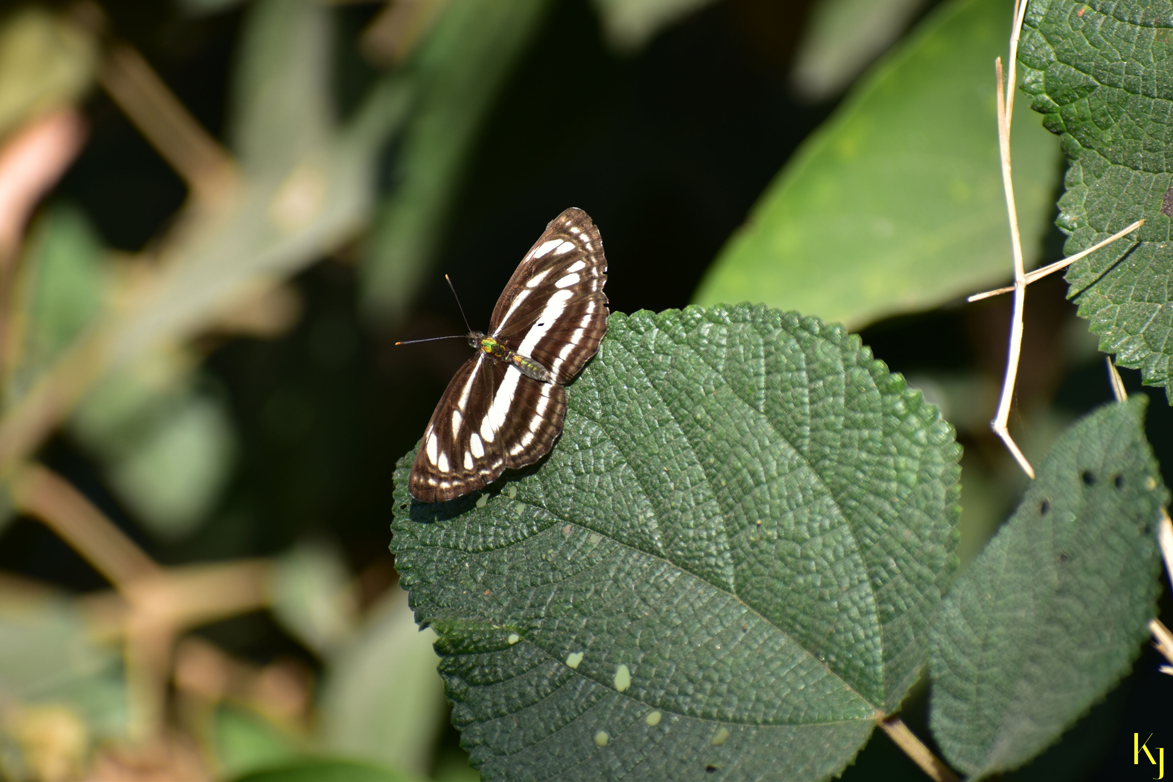 Biodiversity